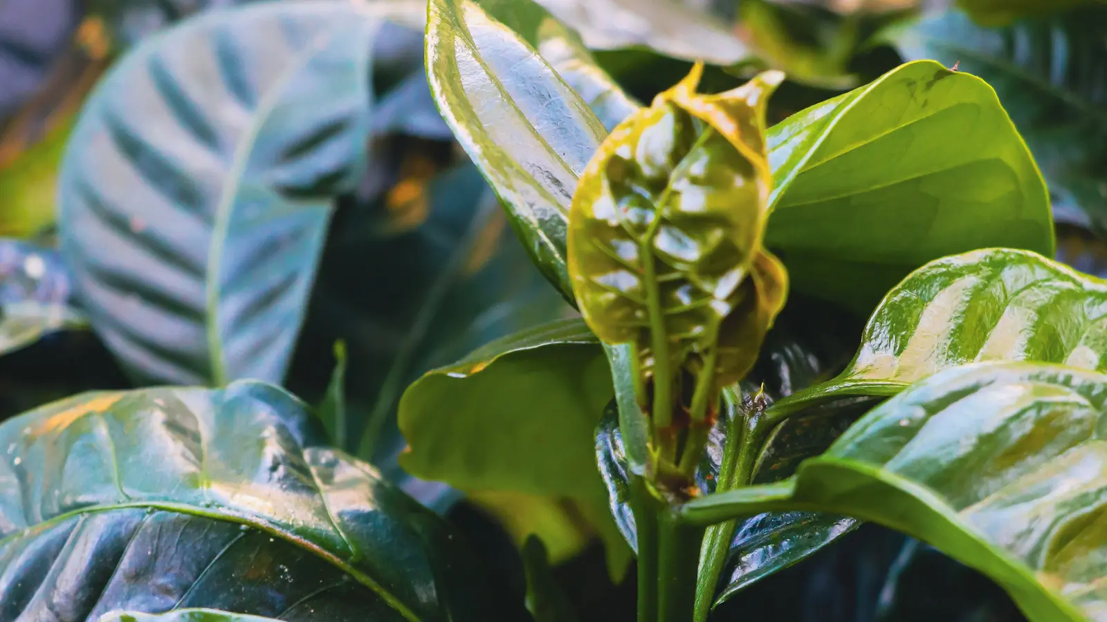 Why Boquete Produces the World’s Best Coffee | Coffee Tour Boquete Guide
